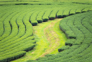 Landscape View at Tea Plantation in the morning on a Cloudy day.Thailand.