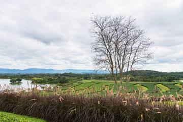 Landscape View at Tea Plantation in the morning on a Cloudy day.Thailand.