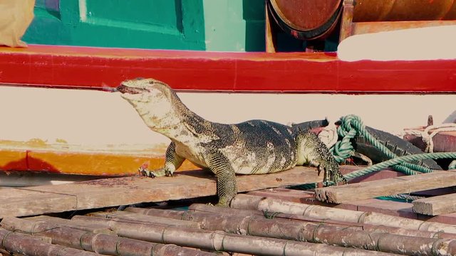 A huge аsian water monitor, Voranus Salvator, Dragon water, lizard eating fresh fish on the pier near the boat.