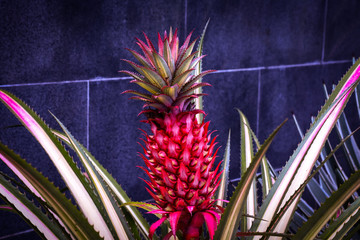 Piña