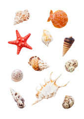 Various sea shells isolated on white
