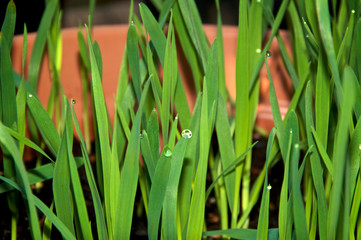 Close up of strain of grass known as catgrass growing in container in backyard garden, overcast morning, with fill flash and morning dew on tips of blades.