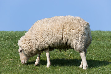 Fototapeta premium sheep on dike in North Frisia, Germany