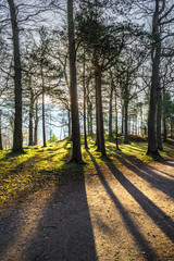 Obraz premium The morning sun shining through trees and casting strong shadows to the fore ground. 