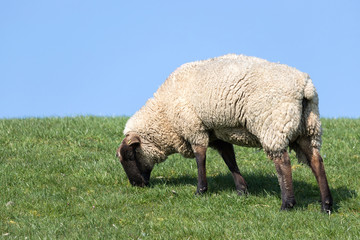 sheep on dike in North Frisia, Germany