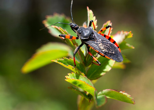 Insecte rouge et noir Macro sur feuille verte 