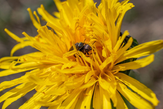 Accouplement insectes scarab&eacute;es Macro sur fleur jaune