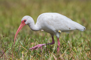 American white ibis (Eudocimus albus), Florida, United states