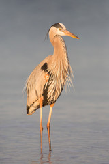 Great blue heron on the beach (Ardea herodias), Florida, United States
