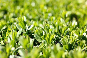 macro photo green plants background