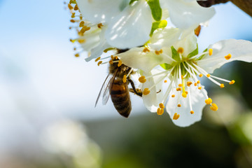 Close up detail shot of bee collecting pollen from fresh white blossoming flowers, spring, save the enviroment and endangered species concept, handheld 1080p Full HD shot