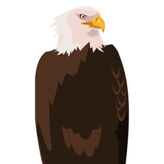 beautiful bald eagle animal