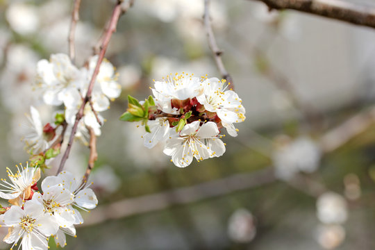 photo blooming cherry macro
