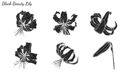 Set of Lily vector by hand drawing.Beautiful flower on white background.Black Beauty art highly detailed in line art style.Orienpet Lily tattoo for paint or pattern.
