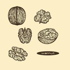 Vector hand drawn set of walnuts in the engraving style.