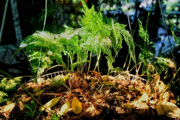 Ferns in shady gardens
