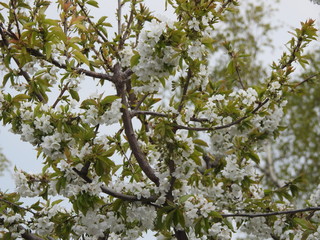 blühender Baum im Frühling