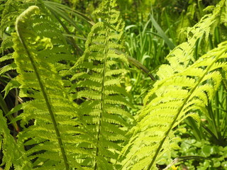 Farn in der Sommersonne