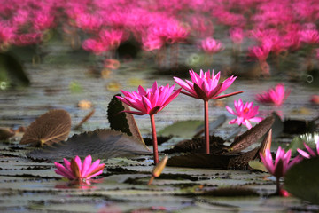 red lotus flower in the pond