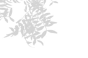 Summer background of shadows branch leaves on a white wall. White and Black for overlaying a photo or mockup