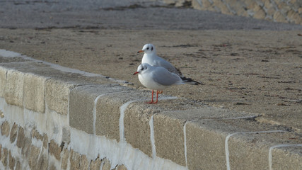 Deux mouettes côte à côte .