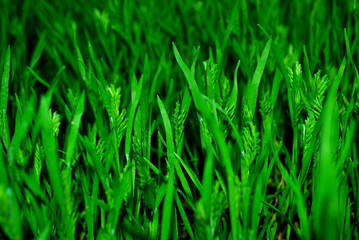 grass, green, nature, plant, field, fresh, growth, macro, herb, ecology