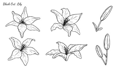 Set of Lily vector by hand drawing.Beautiful flower on white background.Black out art highly detailed in line art style.Asiatic Lily tattoo for paint or pattern.