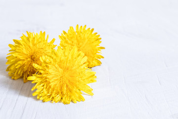 Fresh flowers of yellow dandelions on a white background. Dandelions on wooden table, focus on flowers in front.