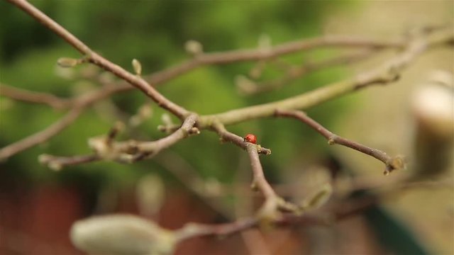 Ladybug red with black dots quickly moves through the branches of the Magnolia Bush in early spring