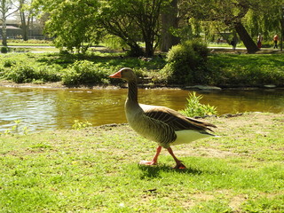 Wildenten