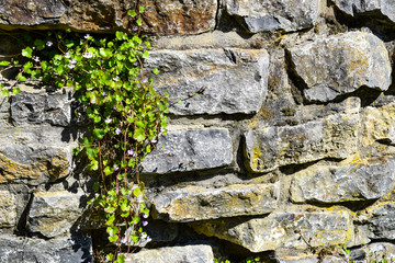 rankende Pflanze an Natursteinmauer