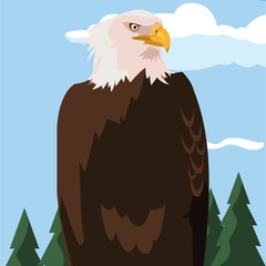 beautiful bald eagle animal in landscape