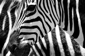 Obraz na płótnie Canvas close up of a zebra