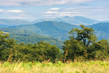 wonderful summer landscape of carpathians. primeval beech forest on the edge of alpine meadow. svydovets mountain ridge in the distance. blurred foreground