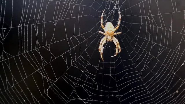 Cross spider wearing the web