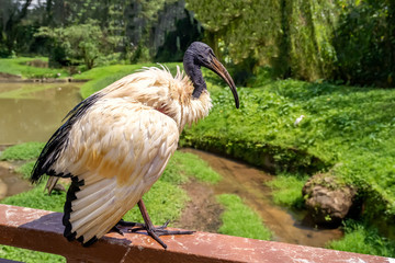 black and white ibis sits on the railing of a bridge in Kuala Lumpur's bird park. Close-up