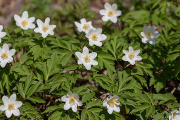 White blooming thimbleweeds in the forest in spring