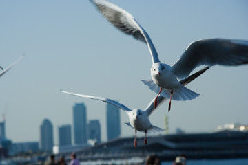 Sea birds in Yamashita Park, Yokohama City - 横浜市山下公園の海鳥たち