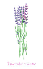 Fototapeta na wymiar watercolor sprigs of lavender