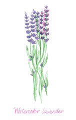 watercolor sprigs of lavender
