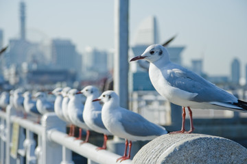 Sea birds in Yamashita Park, Yokohama City - 横浜市山下公園の海鳥たち