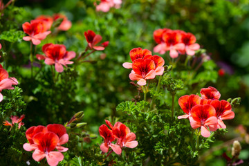 The red geranium flowers in selective focus.