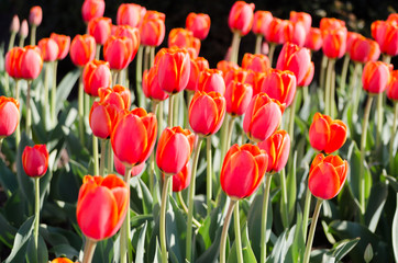 big flower bed with tulips close up