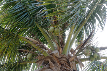 Plakat Noix de coco vertes en Guyane française