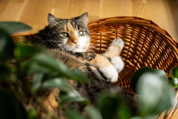 Cat in a basket, holding his paw
