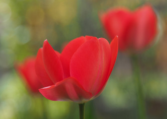 Rote Tulpe, Nahaufnahme