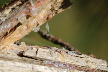 Sève