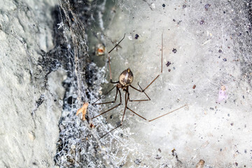 Scary Thick Spider Webs and Dead and Alive Spiders Close Up