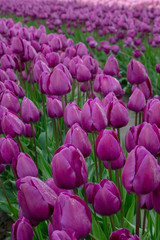 Purple Spring Tulip Flower