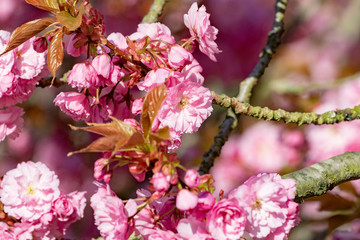 Pink blooming cherry tree